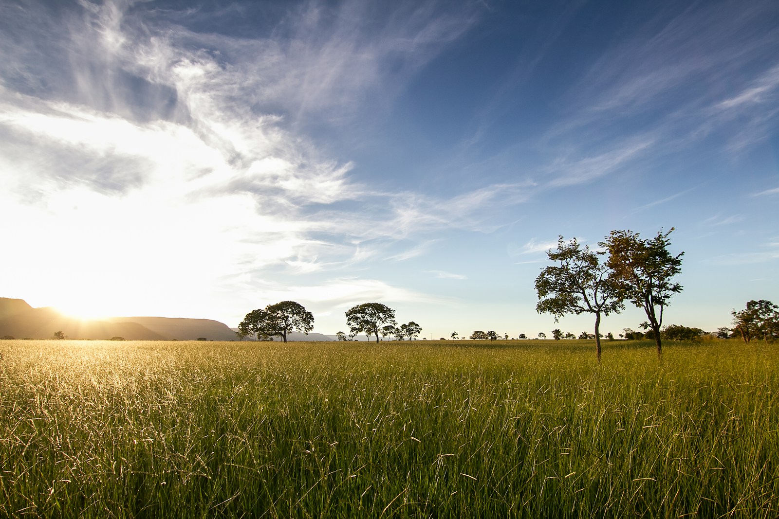 green grass field with trees under blue sky during daytime