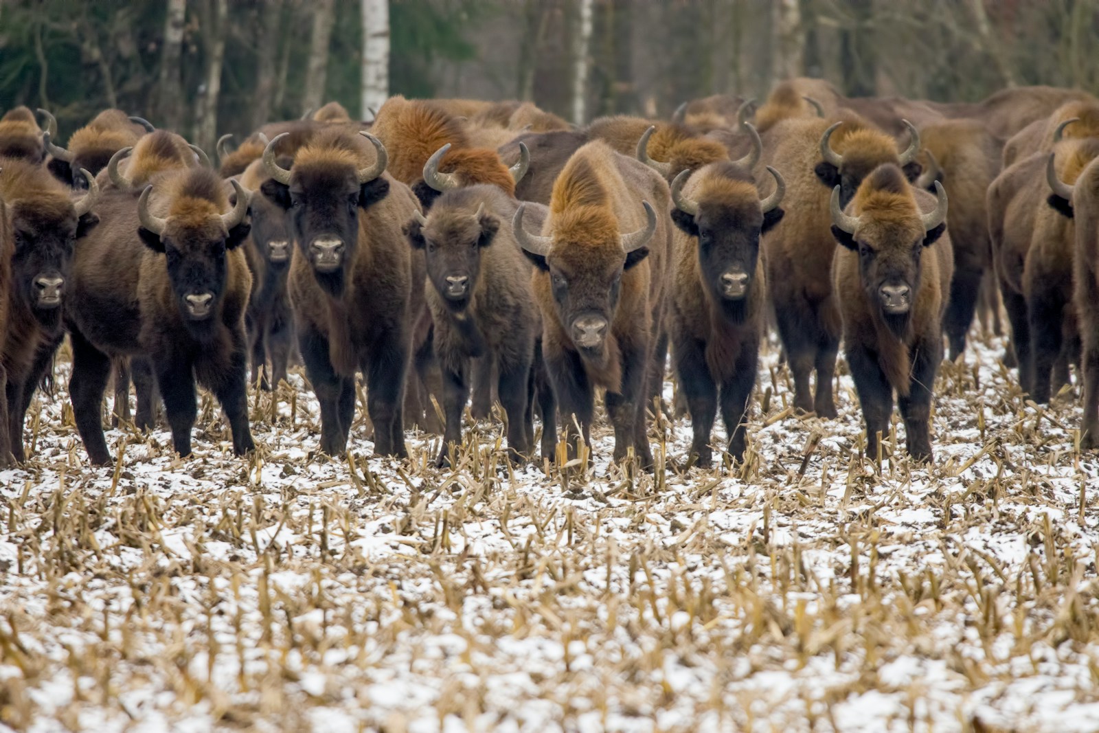 a herd of bison standing next to each other on a snow covered field