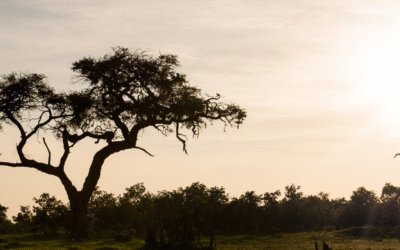 Doing Business in Botswana: Beyond the Diamonds